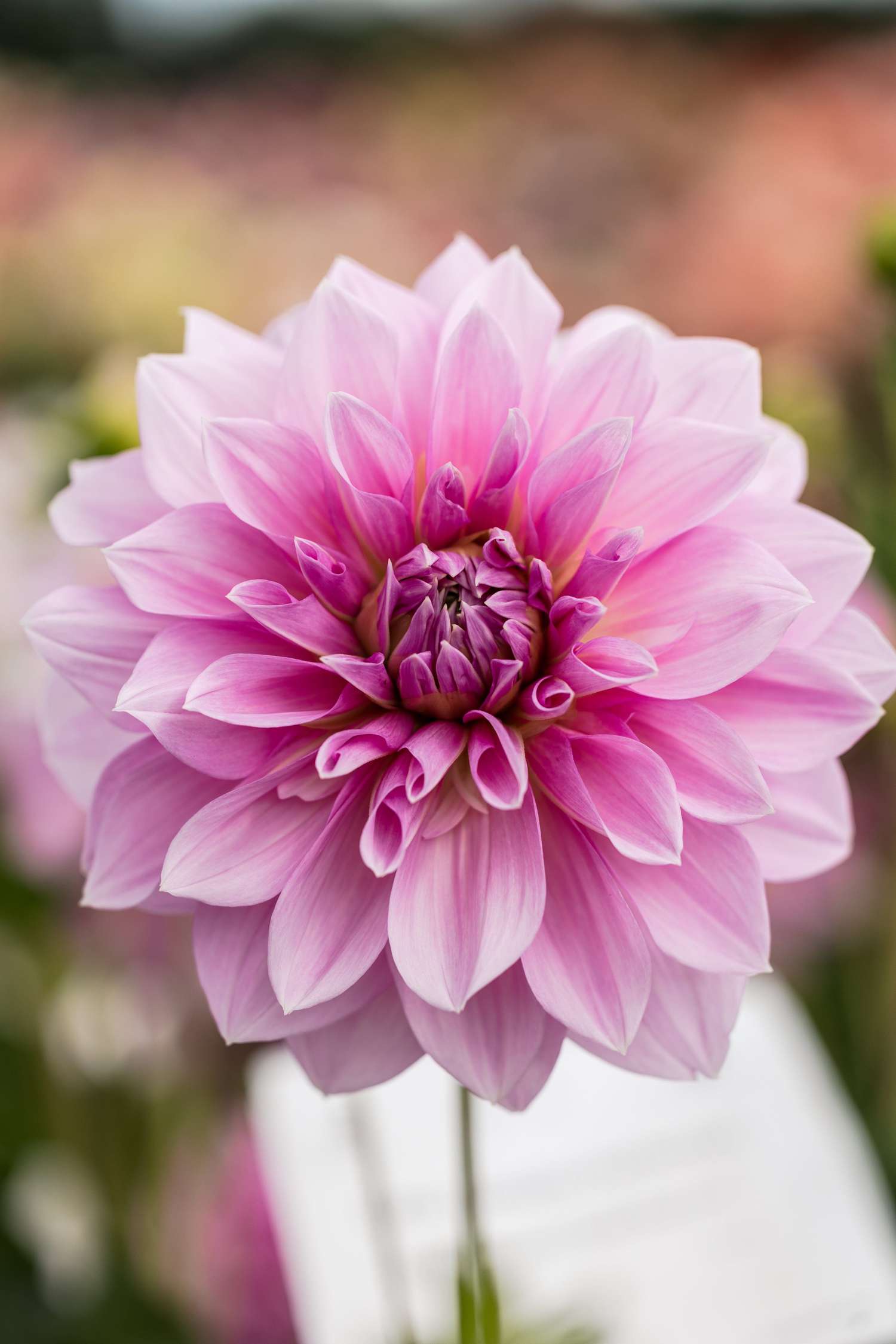 Dahlie 'Lavender Perfection'